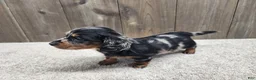 Miniature Dachshund dogs for sale: Gunner - Ad 4
