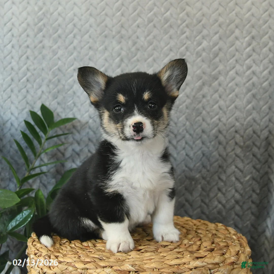 Welsh Corgi Pembroke dogs for sale: Paris  - Ad 1