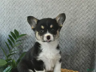 Welsh Corgi Pembroke dogs Paris - Ad 30