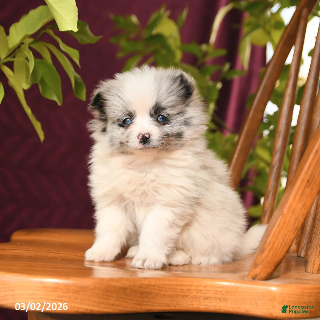 Pomeranian dogs for sale: Ida - Ad 2