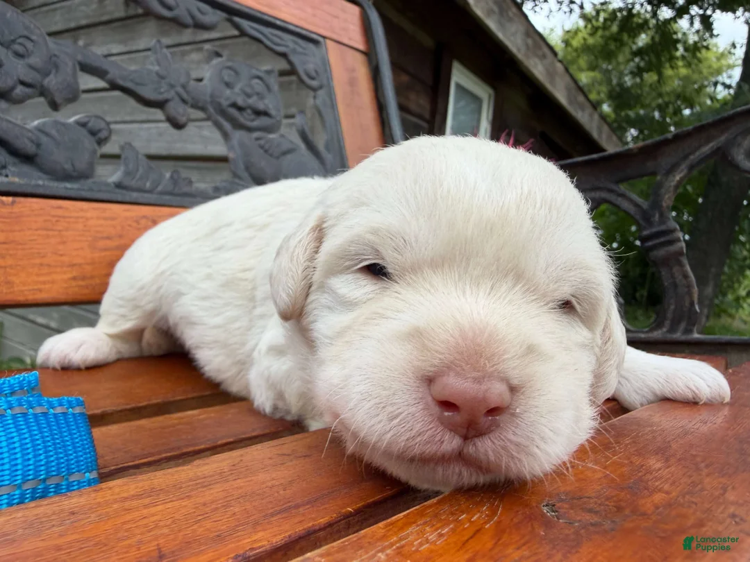 Labradoodle dogs for sale: Cash (Boy) - Ad 1