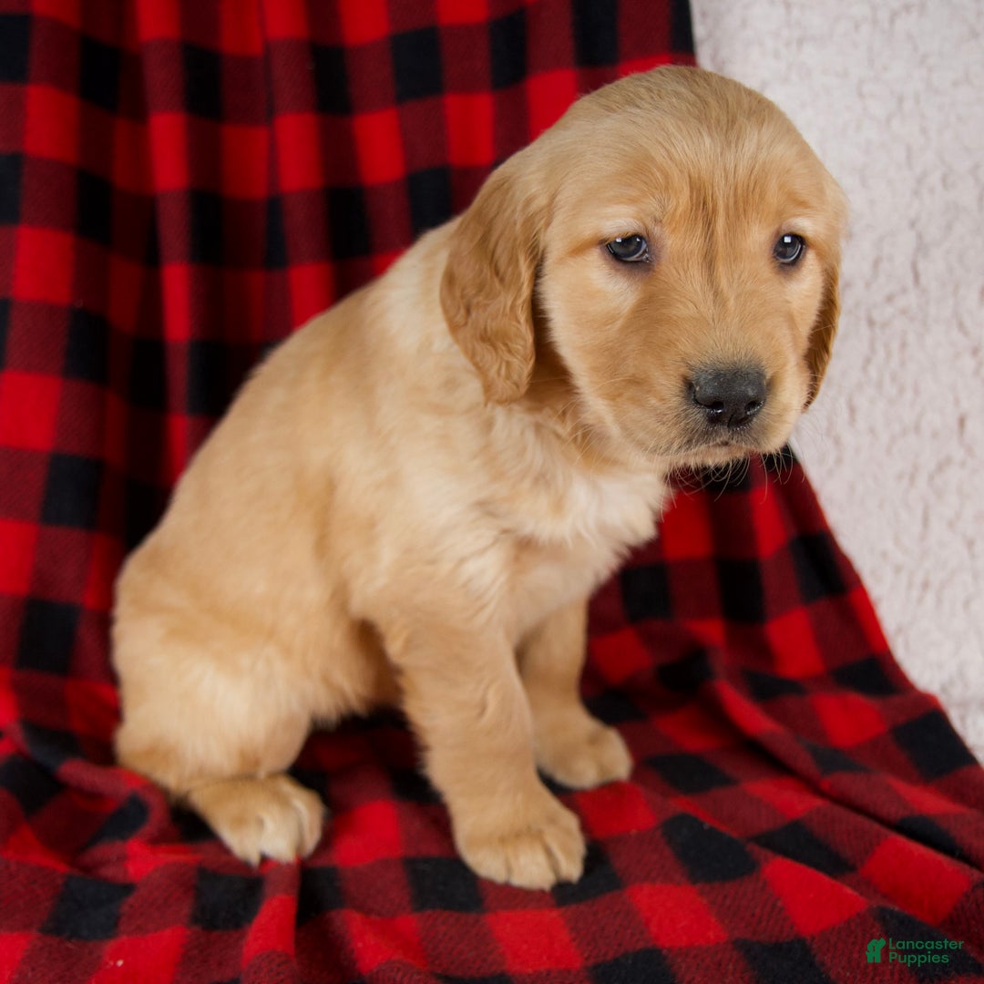 Golden Retriever dogs for sale: Trixie - Ad 3