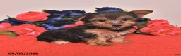 Yorkshire Terrier dogs for sale: Harvey - Ad 4