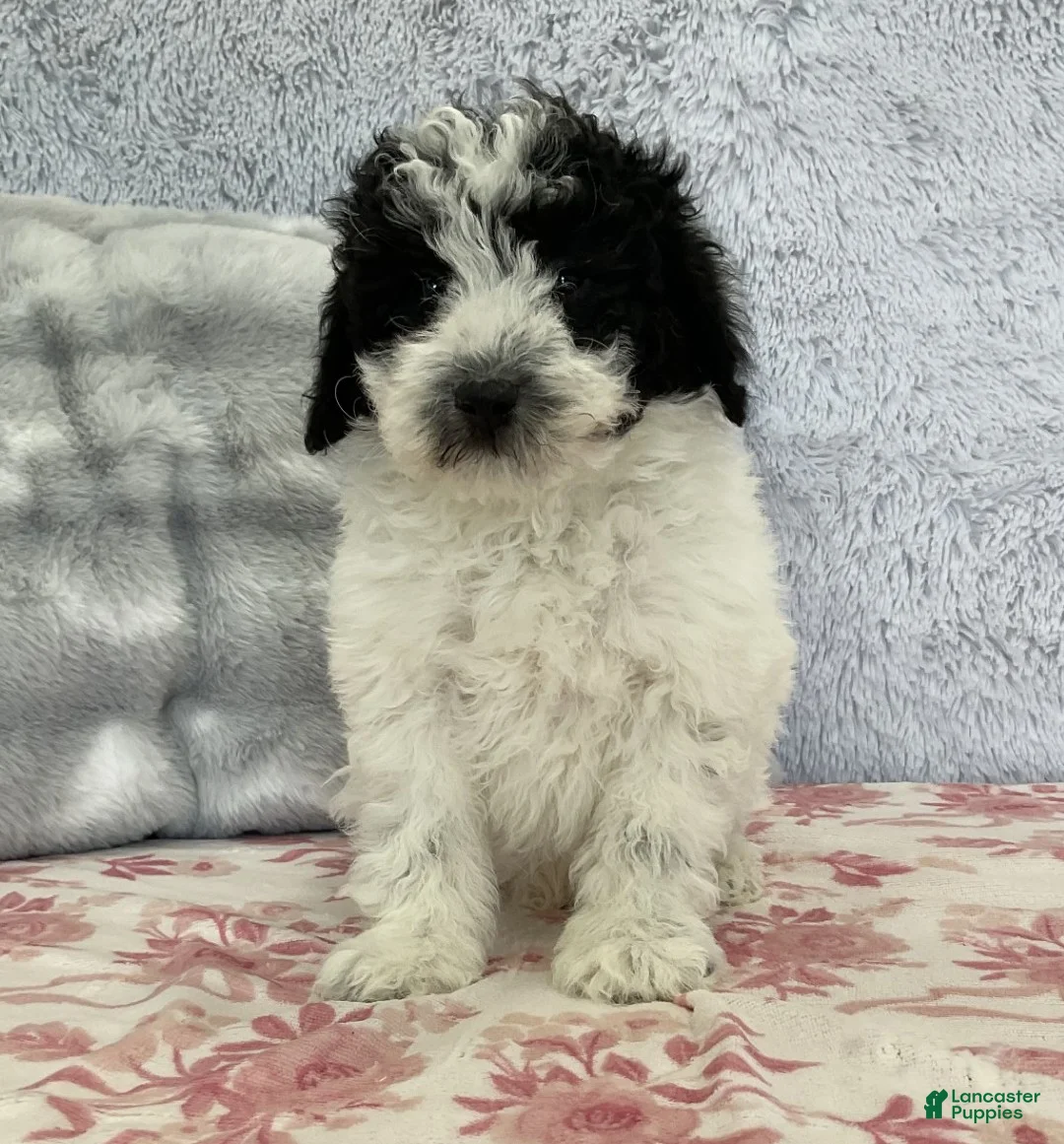 Mixed Breed dogs for sale: Teyana - Ad 3