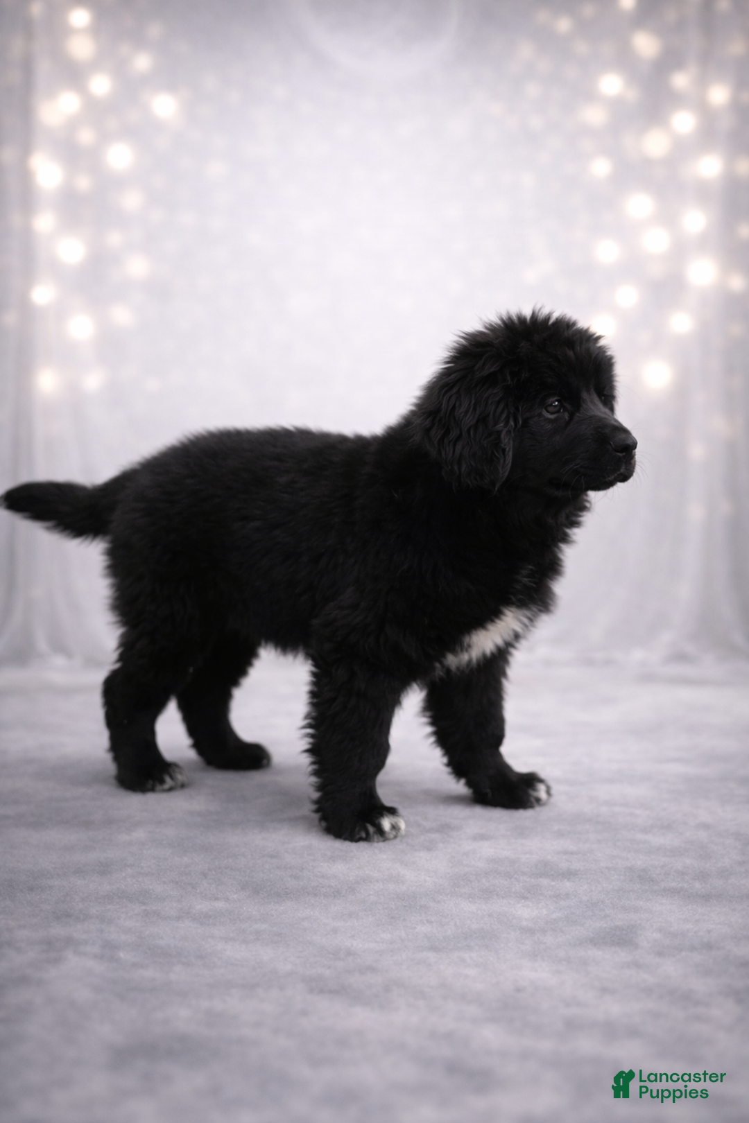 Newfoundland dogs for sale: Noel - Ad 4