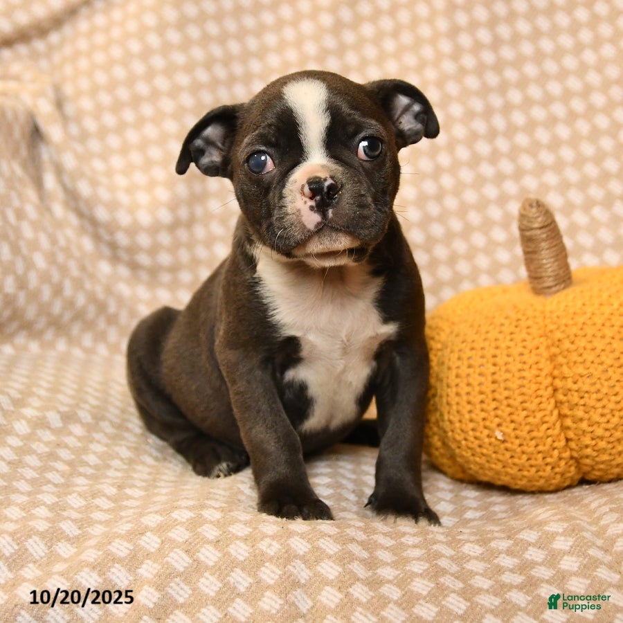 Boston Terrier dogs Mac  - Ad 21