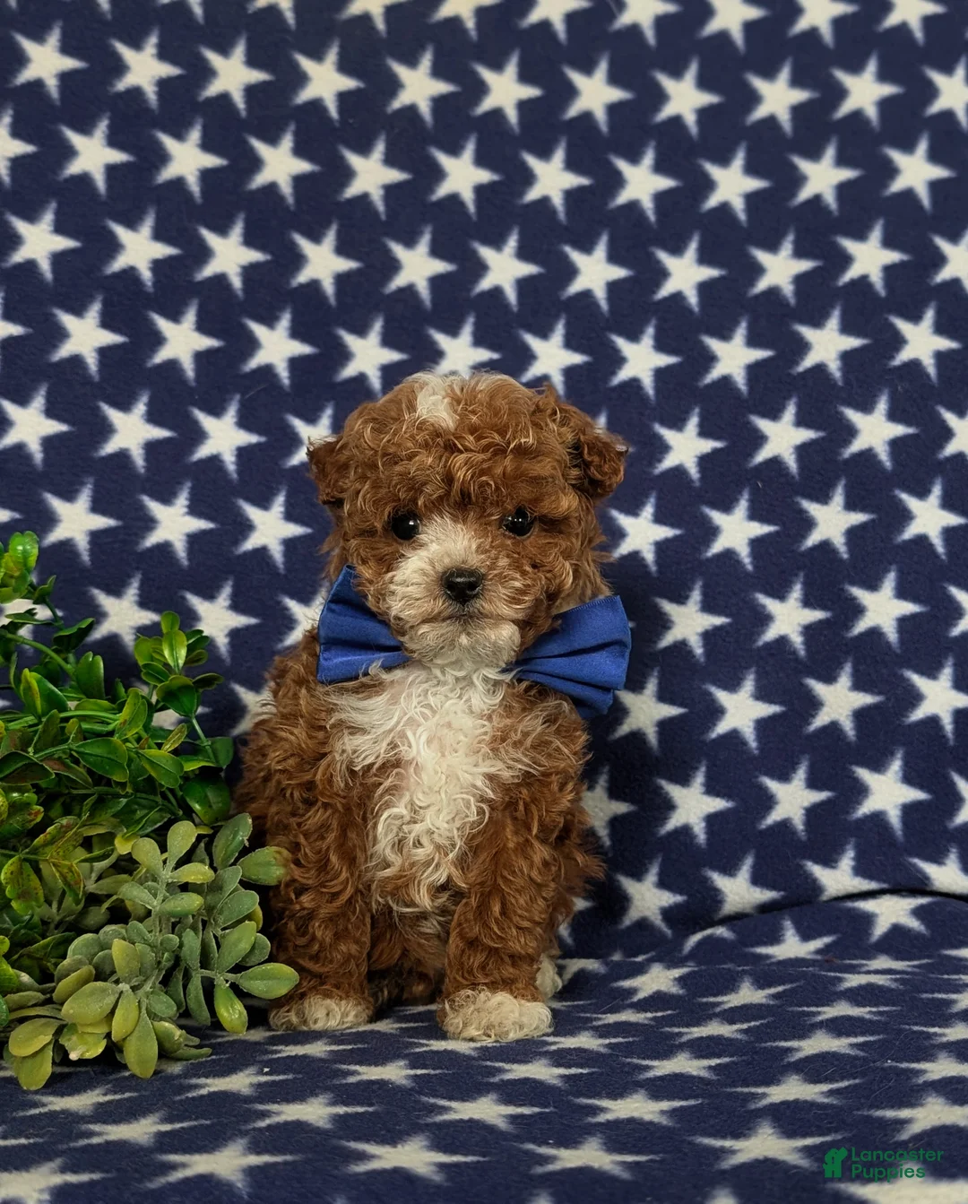 Toy Poodle dogs for sale: Easton - Ad 5