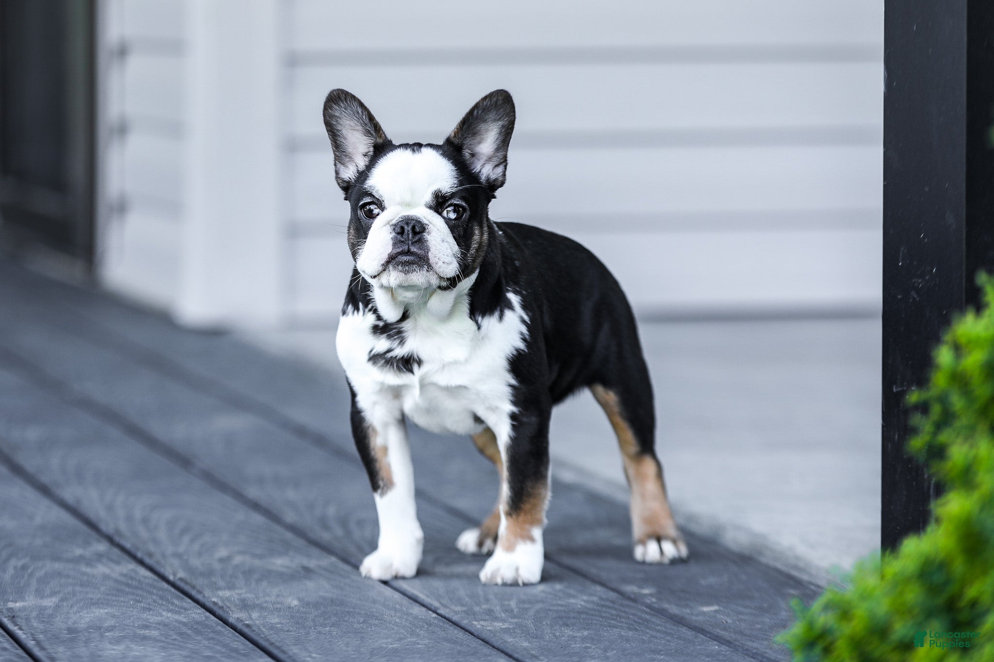 French Bulldog dogs Sheba - Ad 1