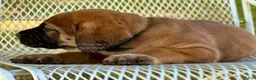 English Mastiff dogs for sale: Adrian (Purple) - Ad 12
