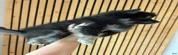 Pomsky dogs for sale: Oreo Micro/Teacup Pomsky - Ad 5