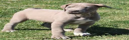 Great Dane dogs for sale: Hope - Ad 6
