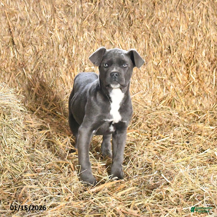 Cane Corso dogs Autumn - Ad 41