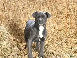 Cane Corso dogs Autumn - Ad 41