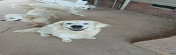 Golden Retriever dogs for sale: AKC Cream Golden Retriever Male Fifth Pick - Ad 5