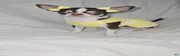 Chihuahua dogs for sale: Chihuahua Puppy 2 - Ad 7