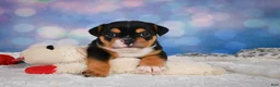 English Bulldog dogs for sale: Buddy - Ad 5