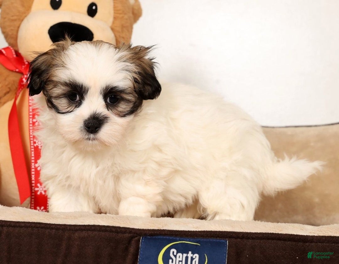 Malshi dogs for sale: Timmy - Ad 3