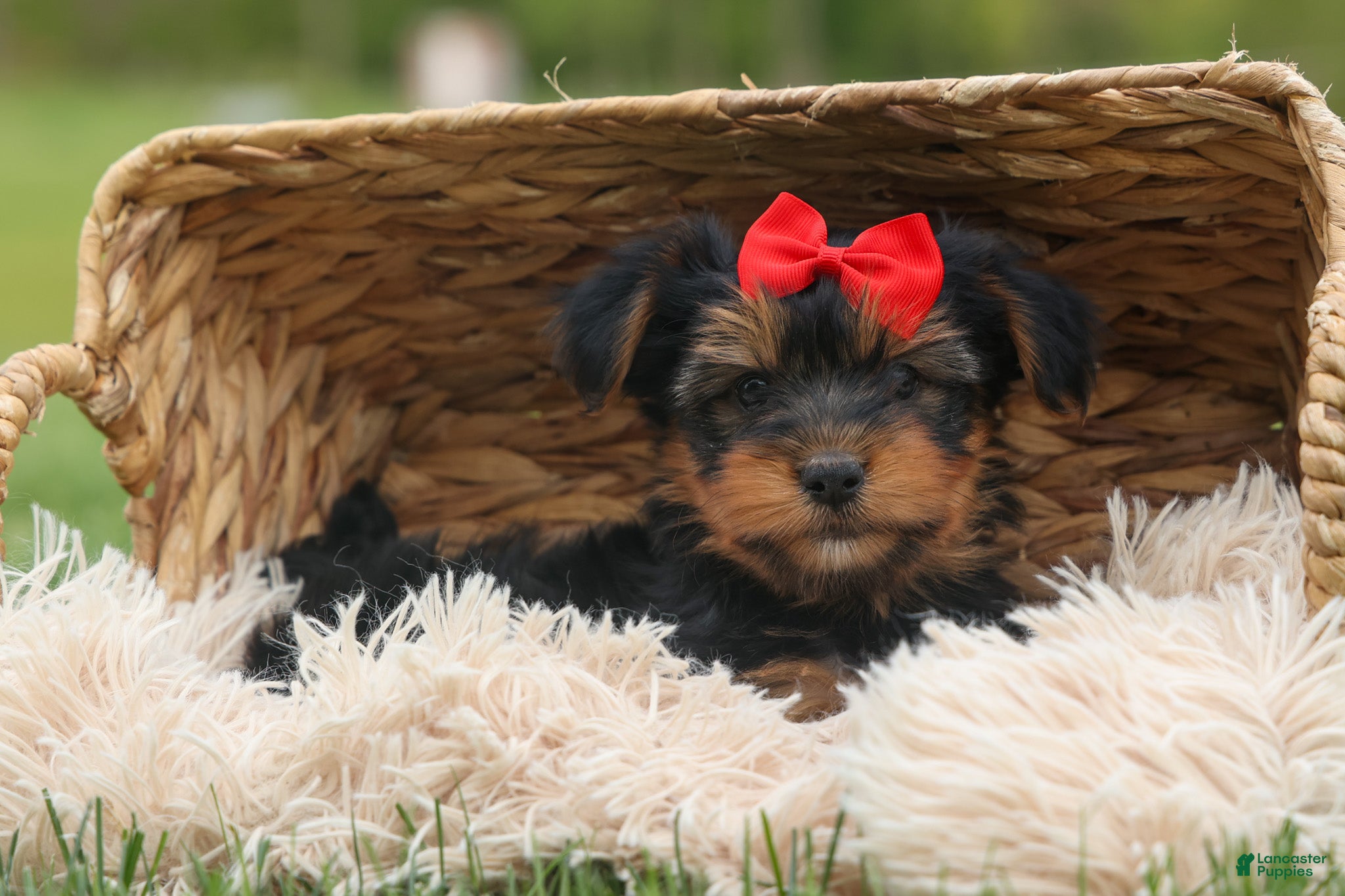 Yorkshire Terrier dogs  Benji  💛🐾 - Ad 2