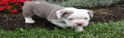 Olde English Bulldogge dogs for sale: Oakley - Ad 3
