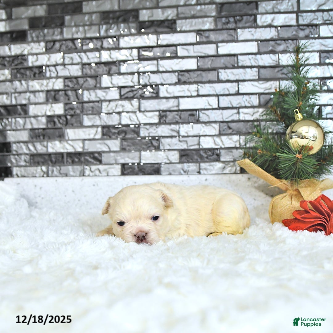 French Bulldog dogs for sale: Lola - Ad 3