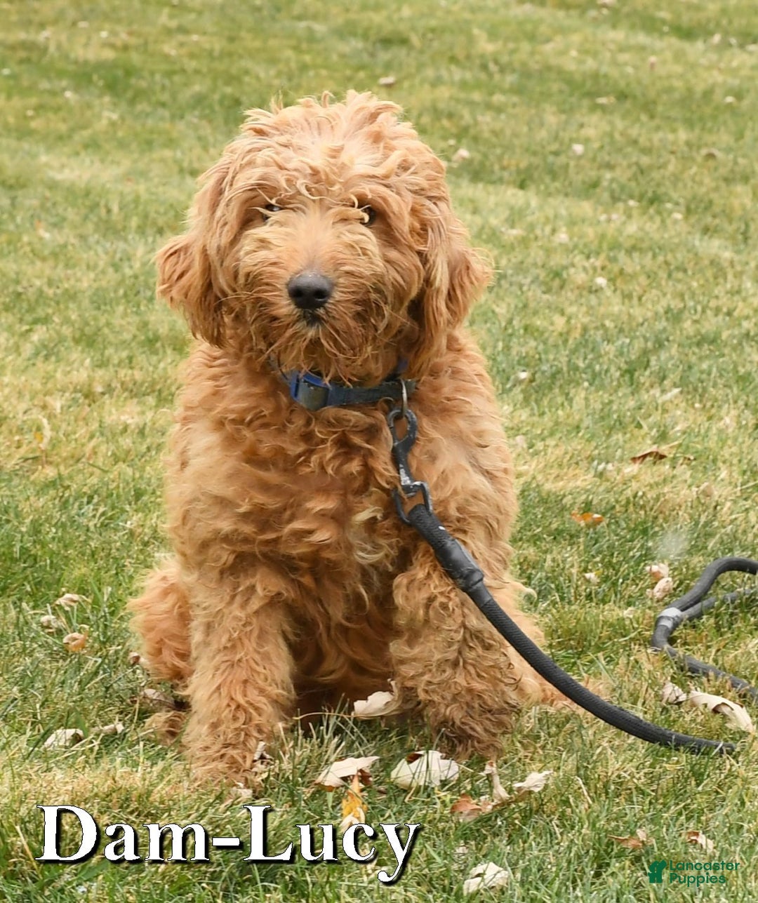 Mini Goldendoodle dogs for sale: Luke - Ad 10