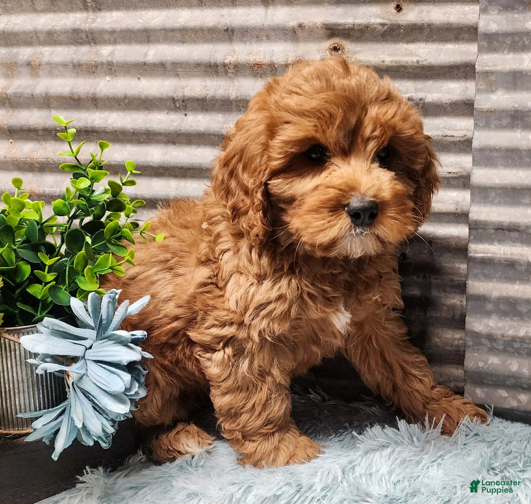 Cavapoo dogs for sale: Jingle - Ad 3