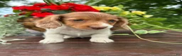 Miniature Dachshund dogs for sale: Charlie - Ad 6