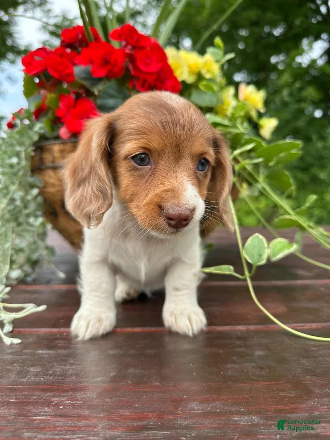 Miniature Dachshund dogs for sale: Charlie - Ad 6