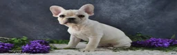 French Bulldog dogs for sale: Ivory - Ad 3