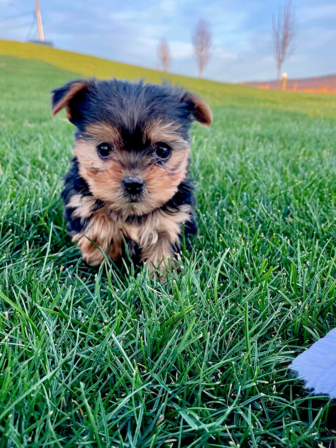 Yorkshire Terrier dogs for sale: Belle - Ad 10