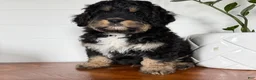 Mini Bernedoodle dogs for sale: Teddy - Ad 1
