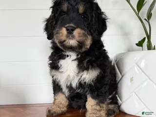 Mini Bernedoodle dogs for sale: Teddy - Ad 4