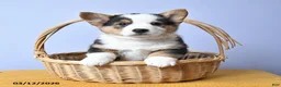 Welsh Corgi Pembroke dogs for sale: River - Ad 2