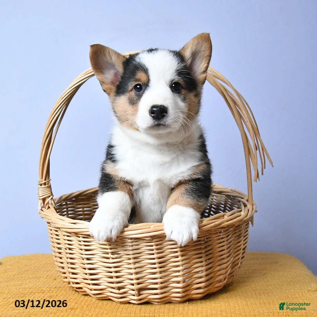 Welsh Corgi Pembroke dogs for sale: River - Ad 2