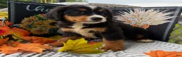 Bernese Mountain Dog dogs for sale: Blitz - Ad 5