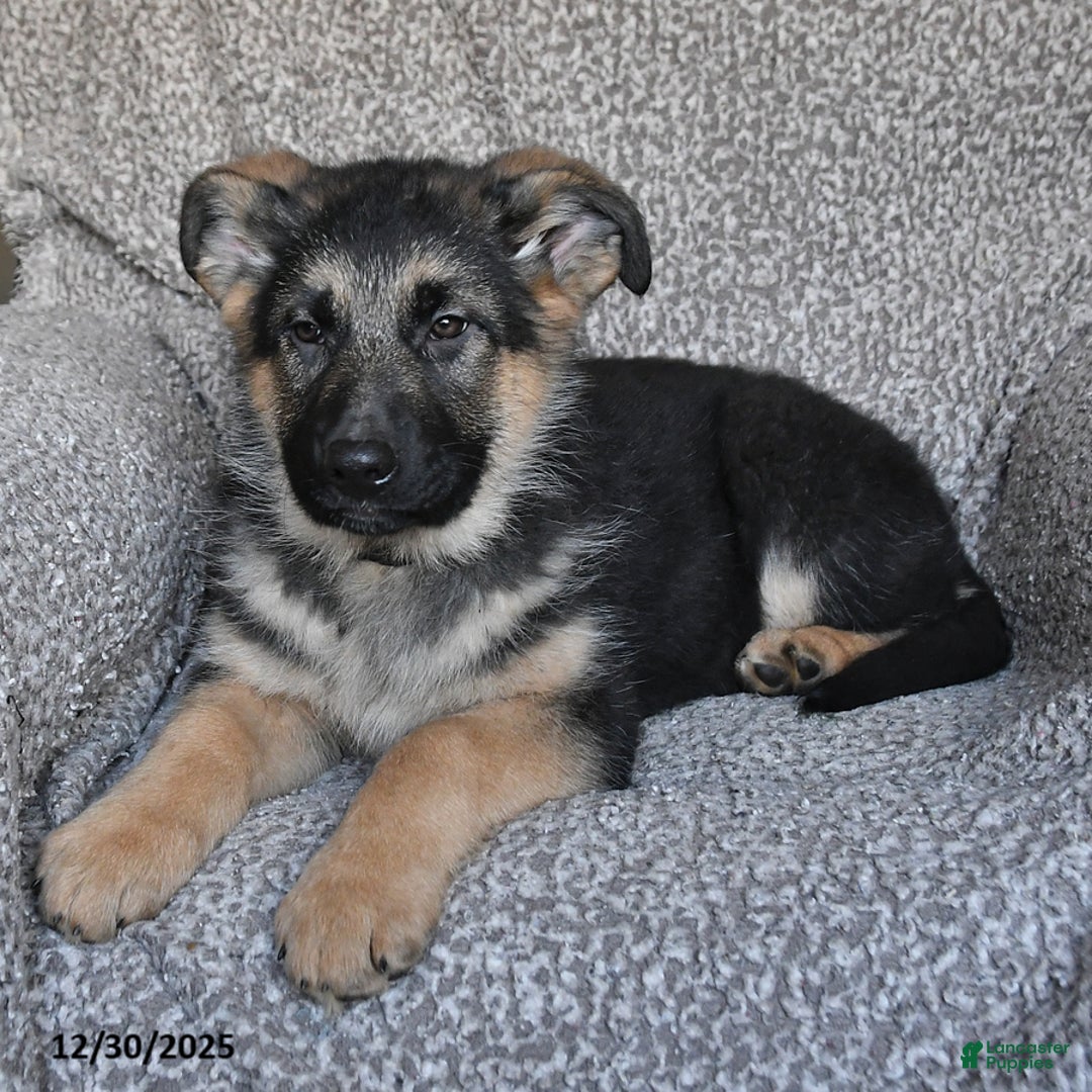 German Shepherd dogs for sale: Shannon - Ad 3