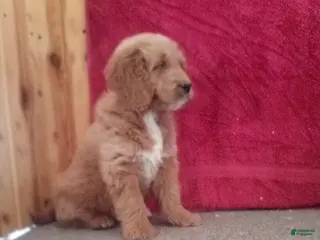 Goldendoodle dogs Perry - Ad 36