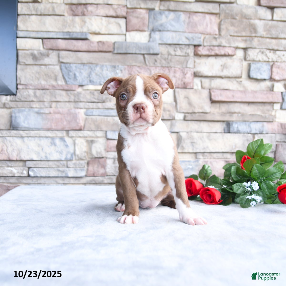 Boston Terrier Puppies for sale under $500 in Indiana Lancaster