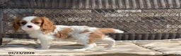 Cavalier King Charles Spaniel dogs for sale: Leo - Ad 4