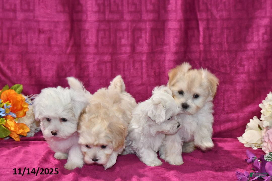 Maltipoo dogs for sale: Lily - Ad 5