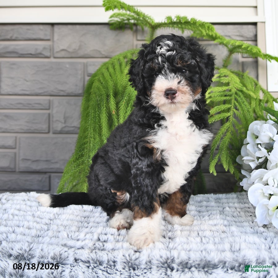 Mini Bernedoodle dogs Cindy - Ad 2