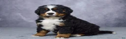 Bernese Mountain Dog dogs for sale: Carson - Ad 2