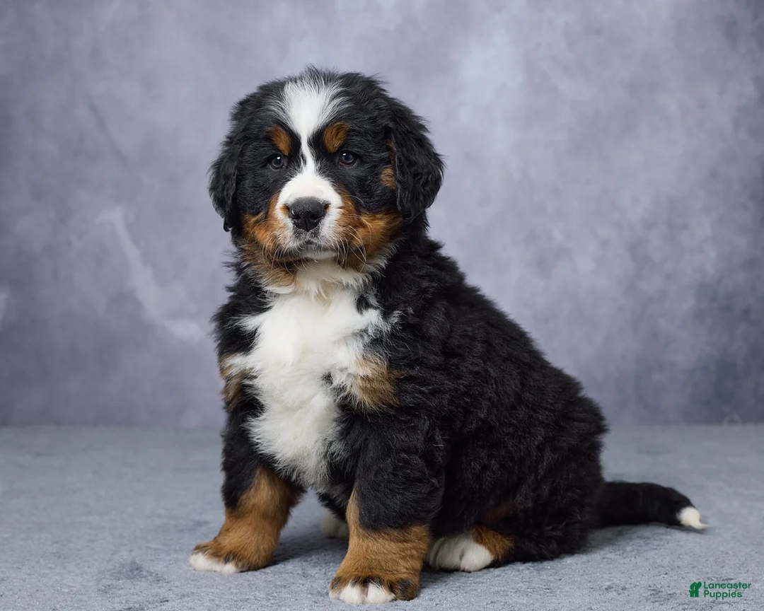 Bernese Mountain Dog dogs for sale: Carson - Ad 2