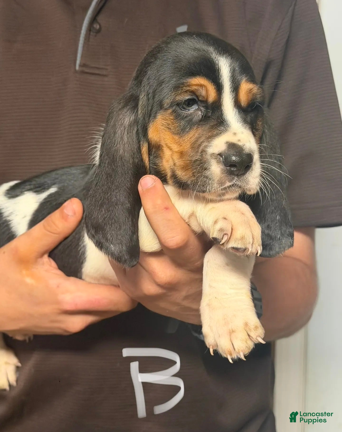 Basset Hound dogs for sale: Greg Boy - Ad 1