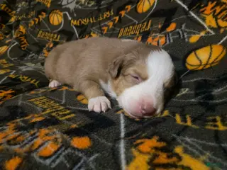 Australian Shepherd dogs Australian Shepherd Puppy 5 - Ad 42