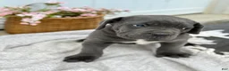 Cane Corso dogs for sale: Brute - Ad 5