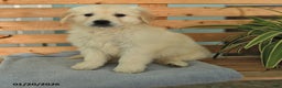 Golden Retriever dogs for sale: Kipper - Ad 1