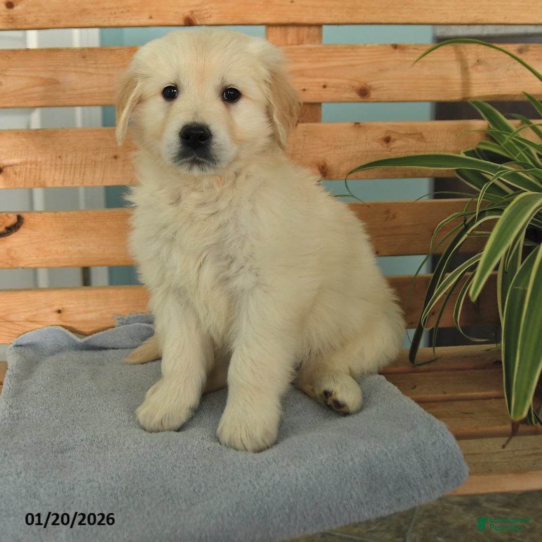 Golden Retriever dogs for sale: Kipper - Ad 1