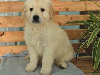Golden Retriever dogs Kipper - Ad 17