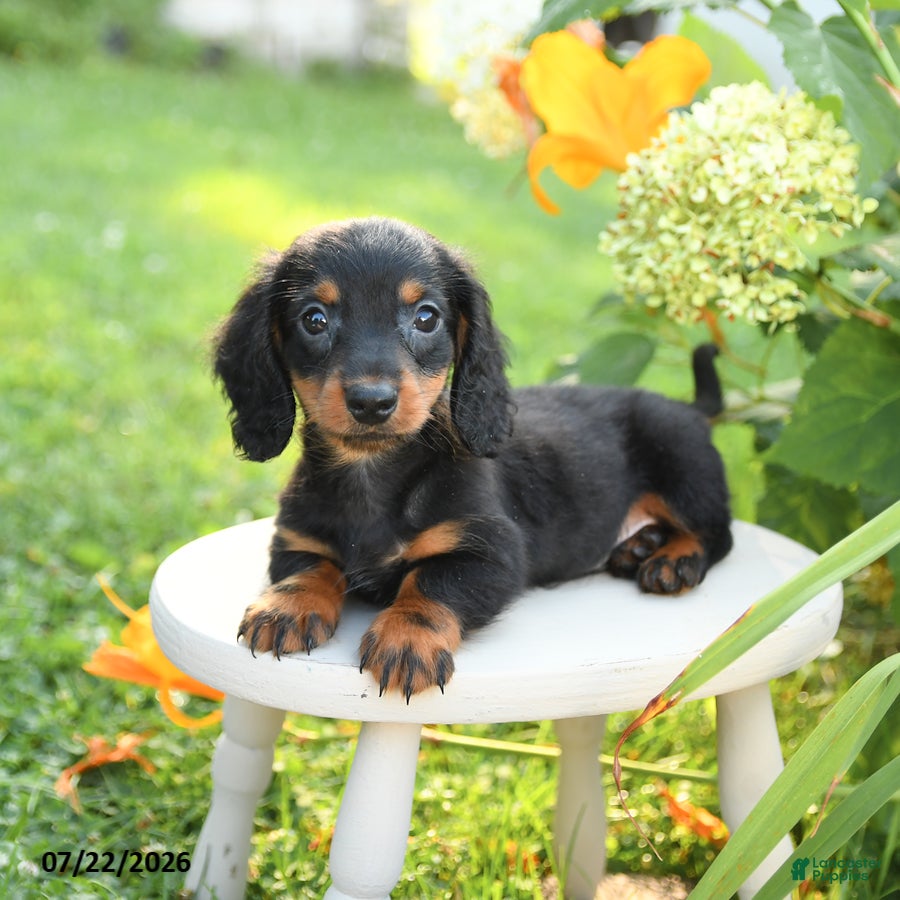 Miniature Dachshund dogs Freddie - Ad 2
